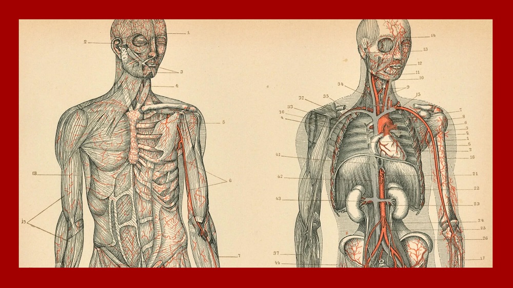 Relato de un escritor argentino ilustrado por un dibujo anatómico del cuerpo humano de dos personas: un hombre (der.) y una mujer (izq.), todo rodeado por un borde grueso de color bordó o rojo oscuro.