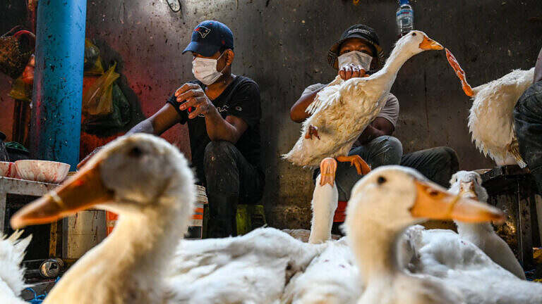 Los países ricos ya buscan vacunas de gripe aviar