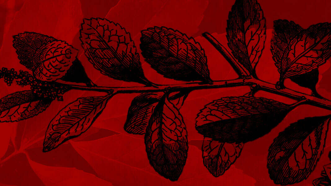 Un dibujo de una planta de yerba mate sobre un fondo rojo. Encabezado de 