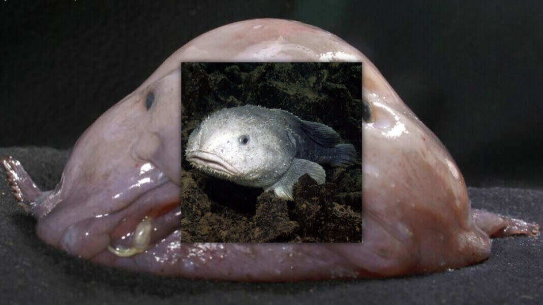Fotos del Psychrolutes marcidus, pez borrón, o pez gota en su hábitat natural y, debajo, en la superficie.